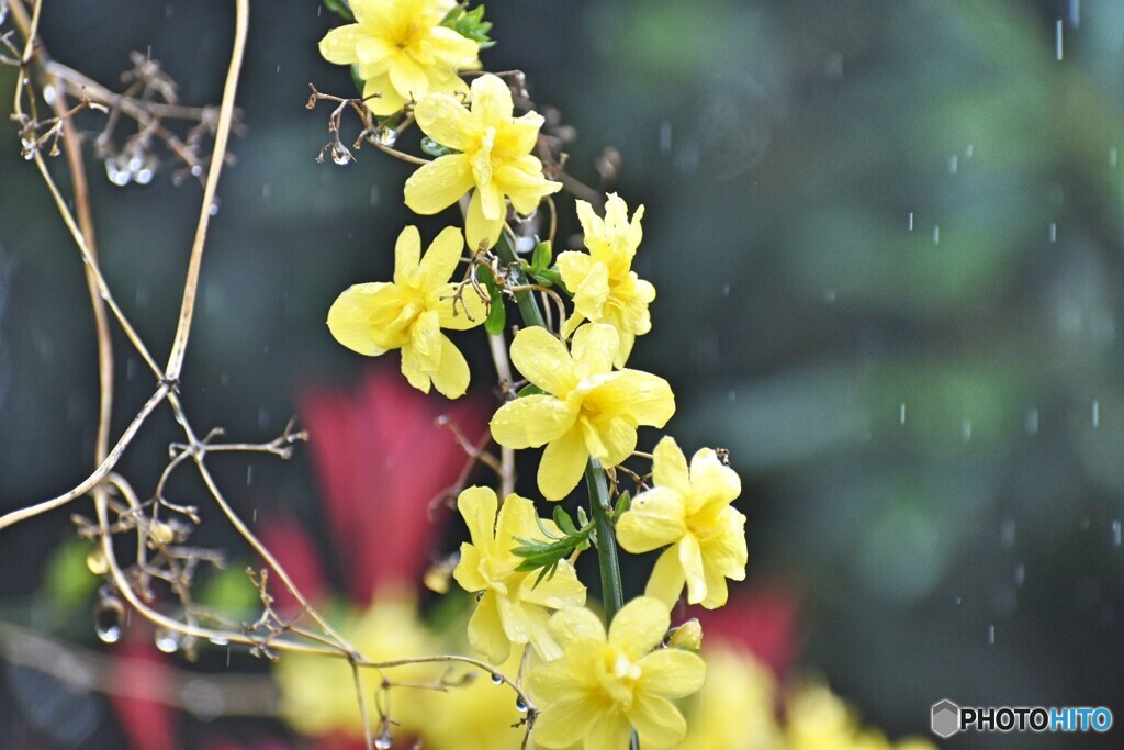 おまけ2  黄梅