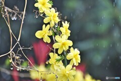 おまけ2  黄梅