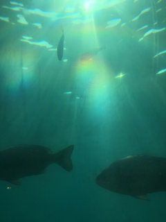 お魚さん達