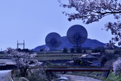 白い春2