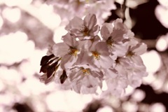 夜桜