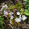 根っこから咲いた桜