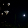 夜花-1