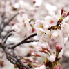 雪と桜4