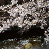 桜-3