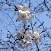 桜-1