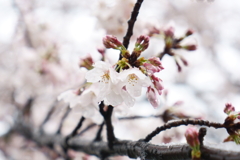 雪と桜１