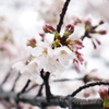 雪と桜１