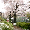 雪と桜3