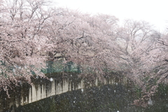 雪と桜２