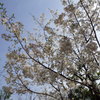 桜-4