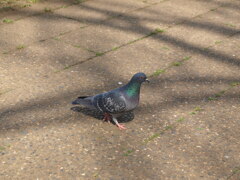 HATO