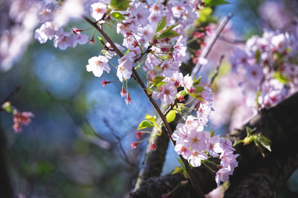 山門の桜