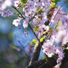 山門の桜