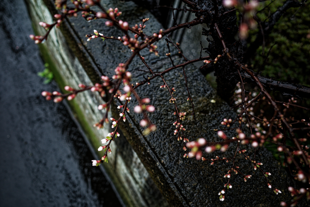 冷たい雨にうたれて