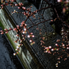 冷たい雨にうたれて