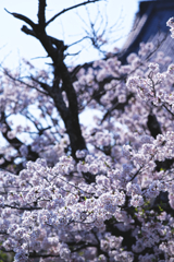 山門の桜