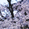 山門の桜