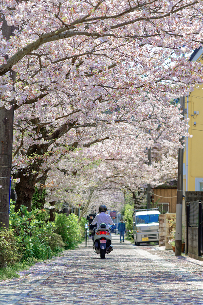 桜のトンネル