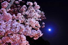 日岡山公園～桜とお月さん
