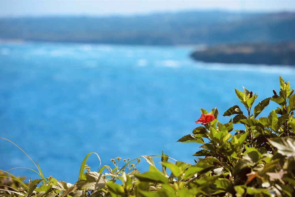 夏、待ちきれない。