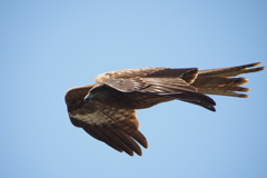 鳶