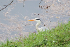 大きな鳥