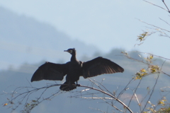 カワウ