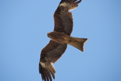 鳶