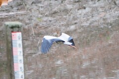 大きな鳥