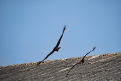 鳶　ペア