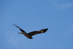 鳶
