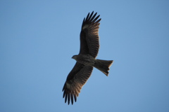 鳶