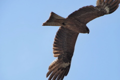 鳶