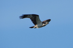 鳶