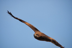 鳶