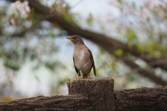 鳥