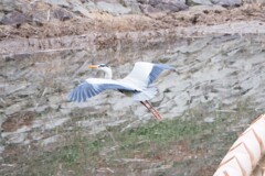 大きな鳥