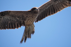鳶