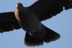鳩