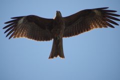 鳶