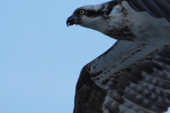 鳶