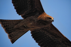 鳶