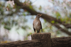 鳥