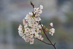 桜