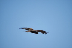 鳶