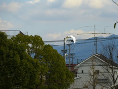 シラサギ