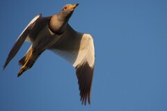 鳥