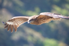 鳶