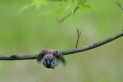 雀
